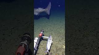Rare Antarctic Shark Filmed for First Time — Stunning Researchers
