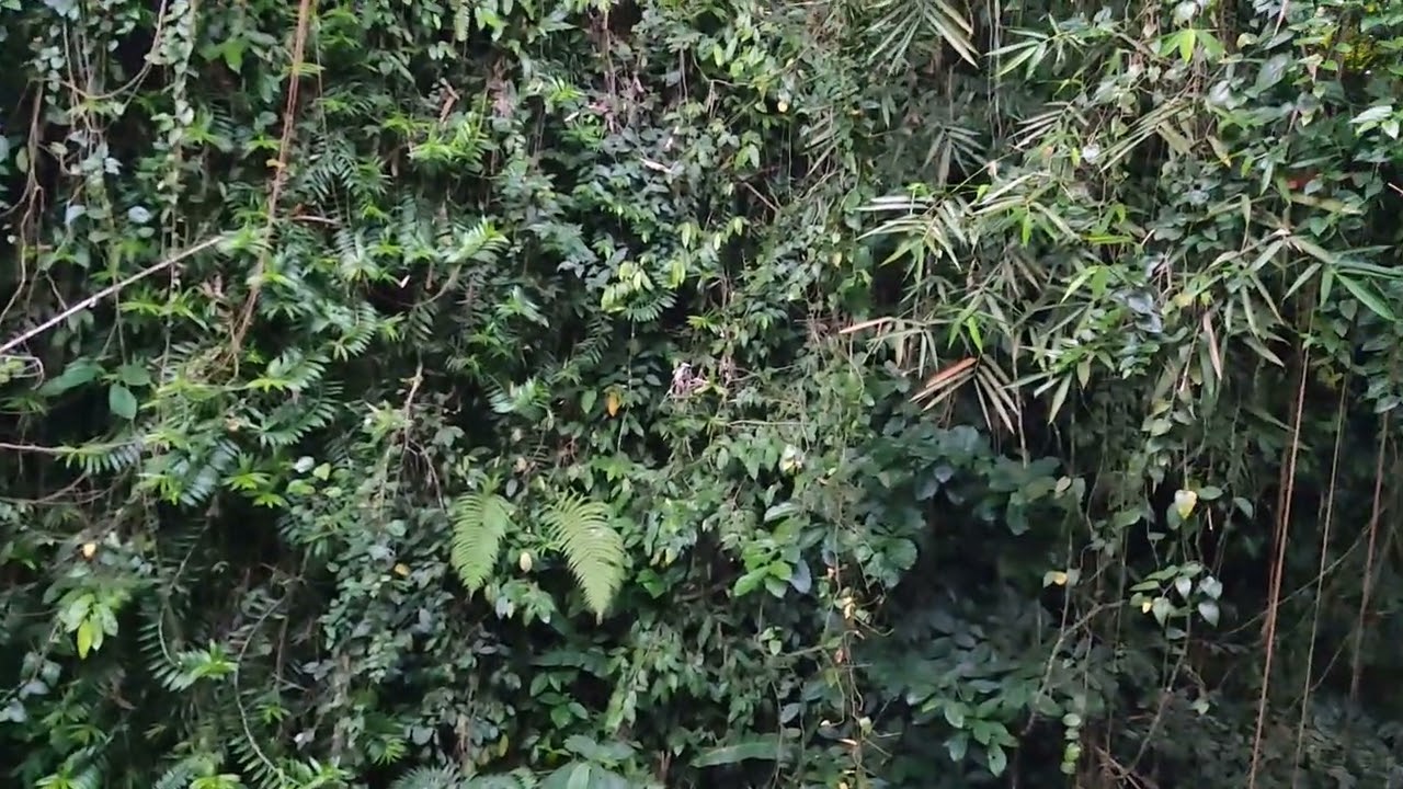 Расслабляющие звуки природы в отеле посреди джунглей