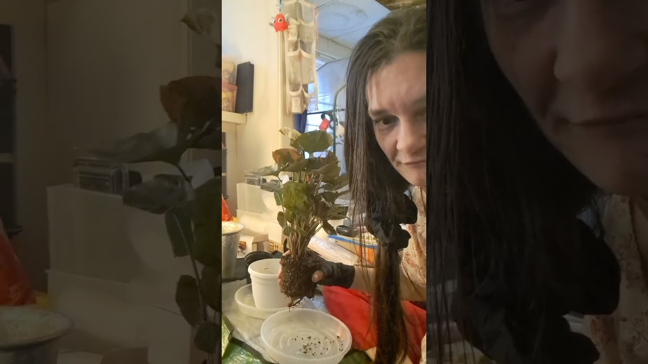 Plant fun with Maria Bronze butterfly syngonium arrowhead 