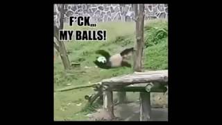 gifs with sound 27