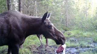 femelle orignal et son veau qui jasent femelle orignal et son veau qui jasent