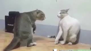 Owen wilson’s wow voice on a cat