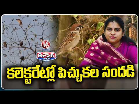 Sparrow Nests: Warangal Collector Initiative In Attempt To Protect Sparrows From Getting Extinct| V6 - V6NEWSTELUGU