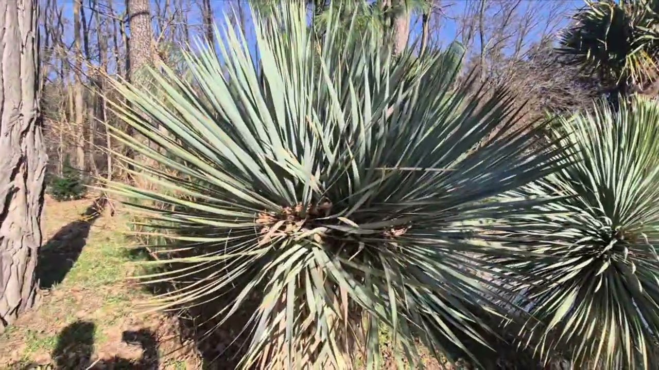 Как весна в саду клиента. Пальмы в Польше. Пальмы из Любско.