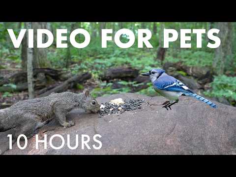 Relaxing Video for Pets and People - 10 Hours of Birds, Squirrels and Forest Friends - Sept 11, 2026