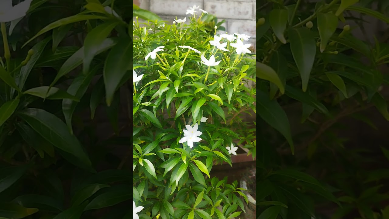 Dwarf Chandni Flowers| Mini Tagor| 