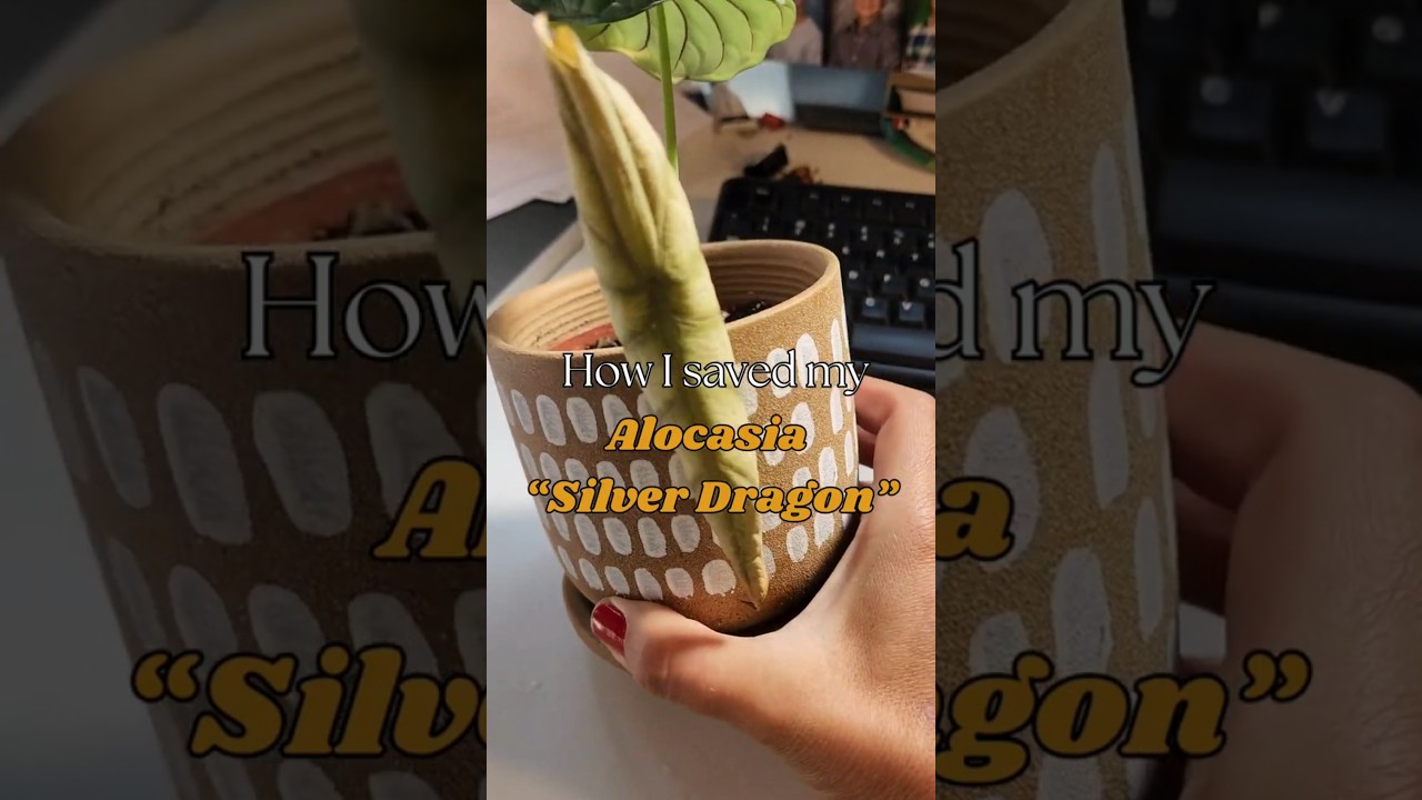 How to Care for Alocasia Silver Dragon
