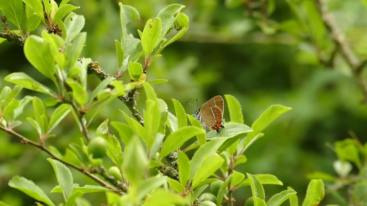 Black Hairstreak butterfly in Salcey Forest, Northamptonshire