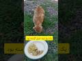 یروز نبود از ترس اینکه فلفل بیاد با حرص میخوره MycatsAIRAN ایران یروز نبود از ترس اینکه فلفل بیاد با حرص میخوره MycatsAIRAN ایران