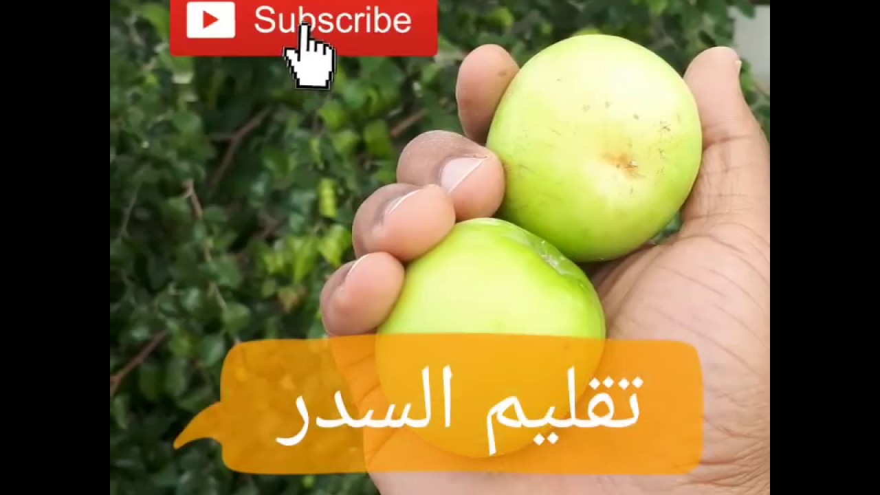 تقليم السدر والعناية بة/عامر العويسي