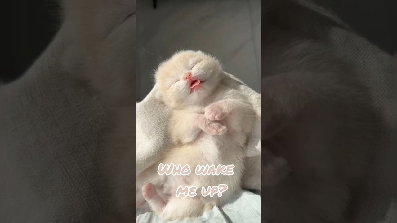 Newborn kitten doing the cutest thing ever 😻✨ 