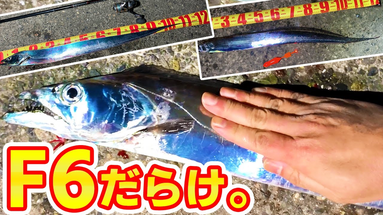 【太刀魚ウキ釣り】F6だらけの太刀魚ウキ釣り！｜堤防タチウオ釣り