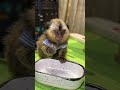 #monkey #animals #exotic #животные #babymonkey #marmosetmonkey #reccomended #marmoset #pets