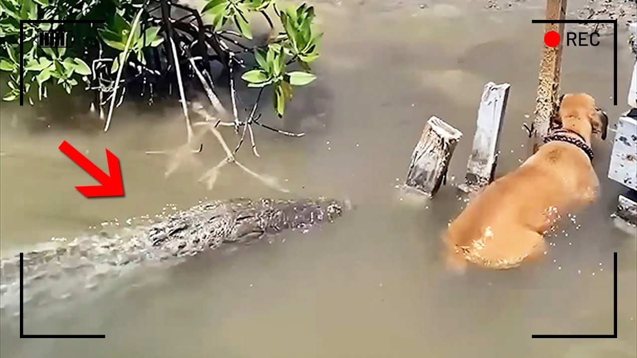 ما فعلته هذه الحيوانات يبقى بدون تفسير لغاية اليوم!!