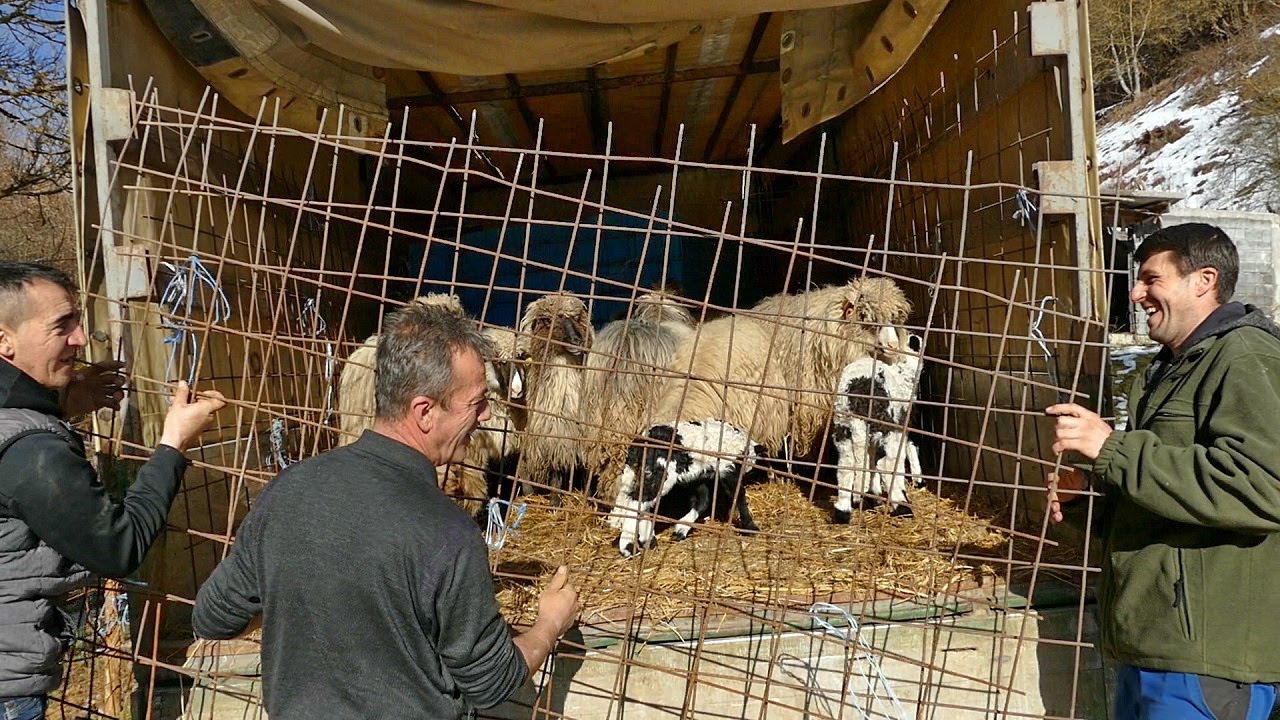 Proradio bosanski inat i krajiško srce, Husein izgubio 50 ovaca ali dobio 150