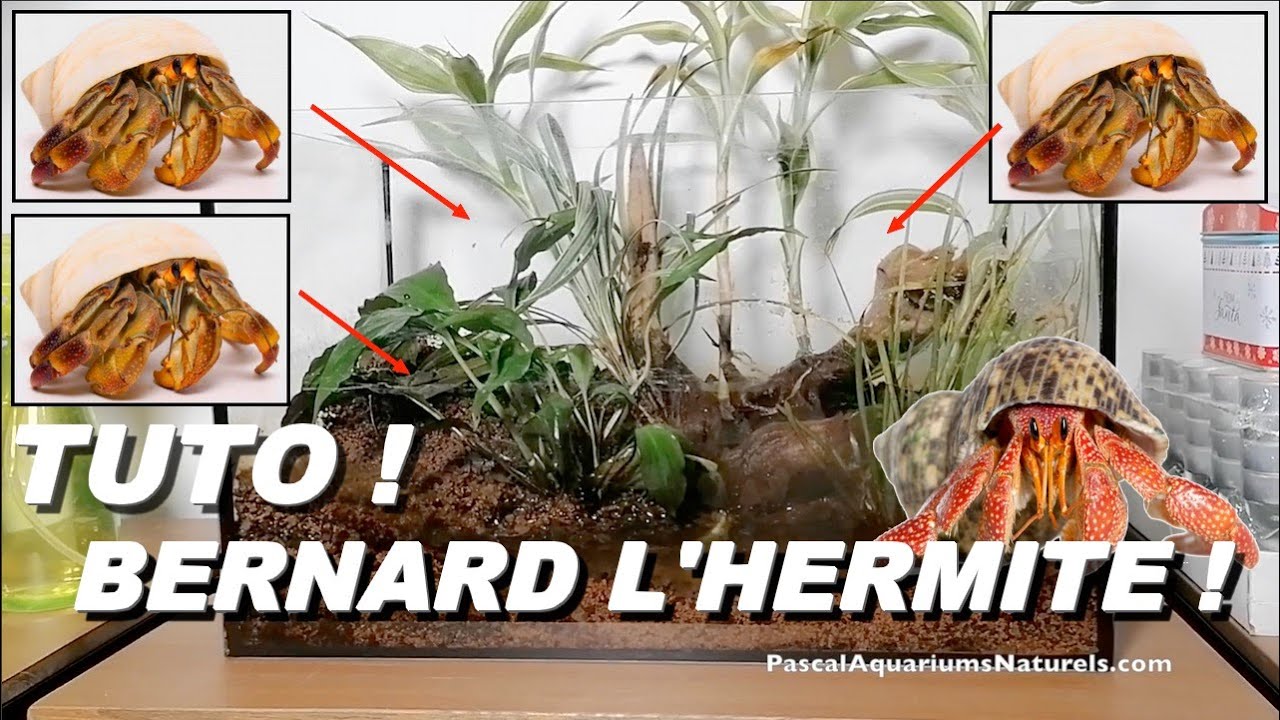 Tuto Bernard l'Hermite terrestre ! Pagou avec des coquilles fashion