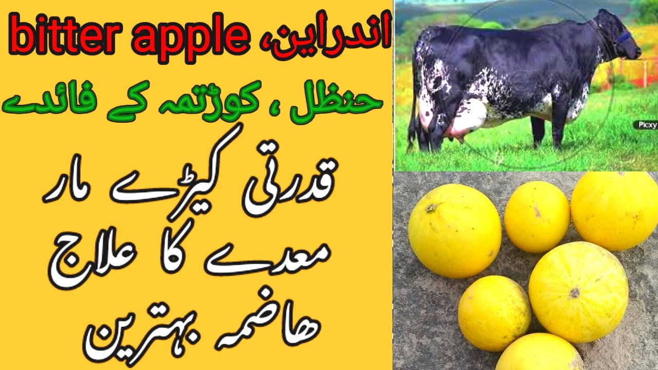 kortumma key faidy bitter apple benefits janwaron ko kortumma