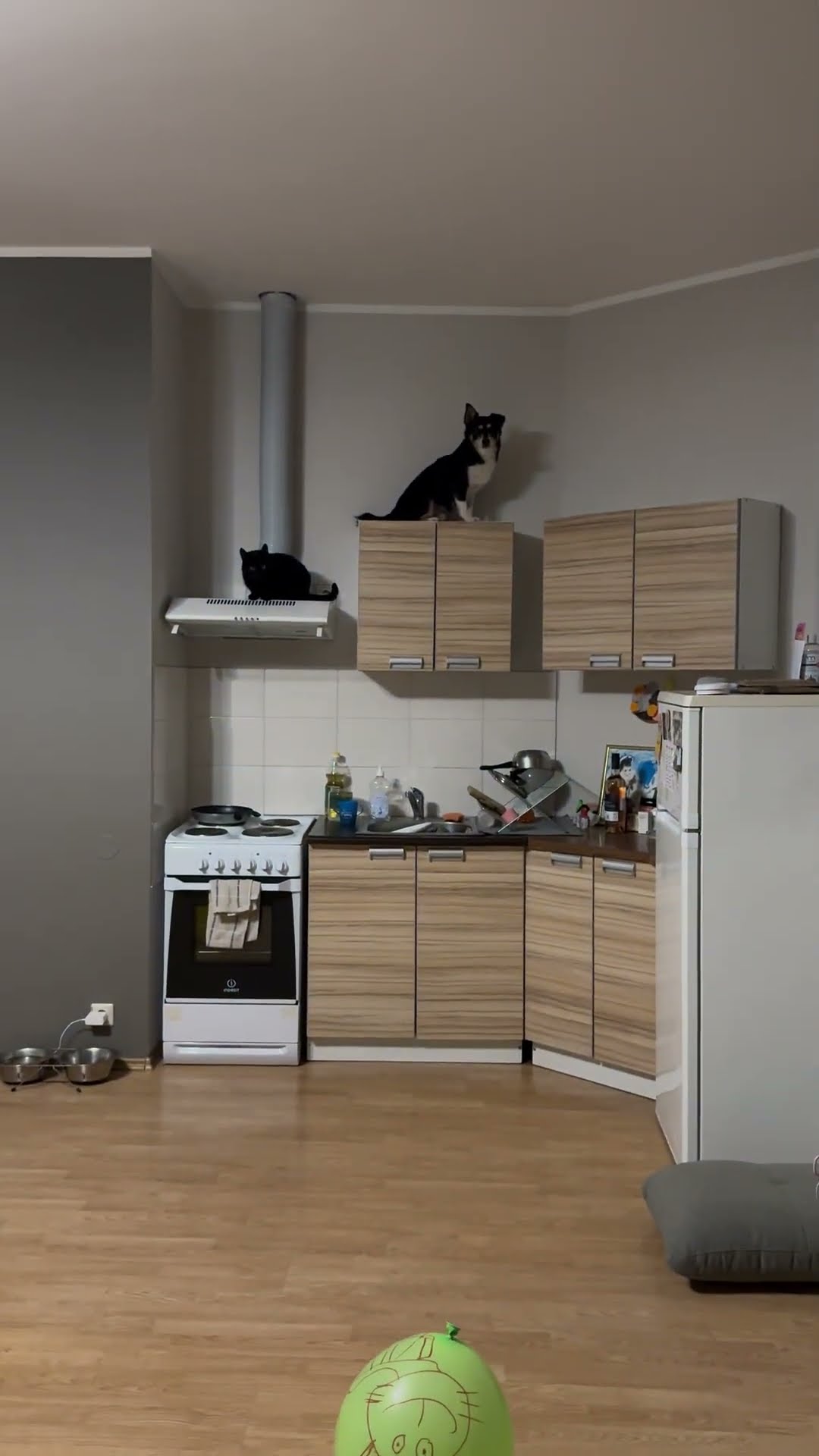 Pets Hang Out On Top Of Kitchen Cabinets || ViralHog