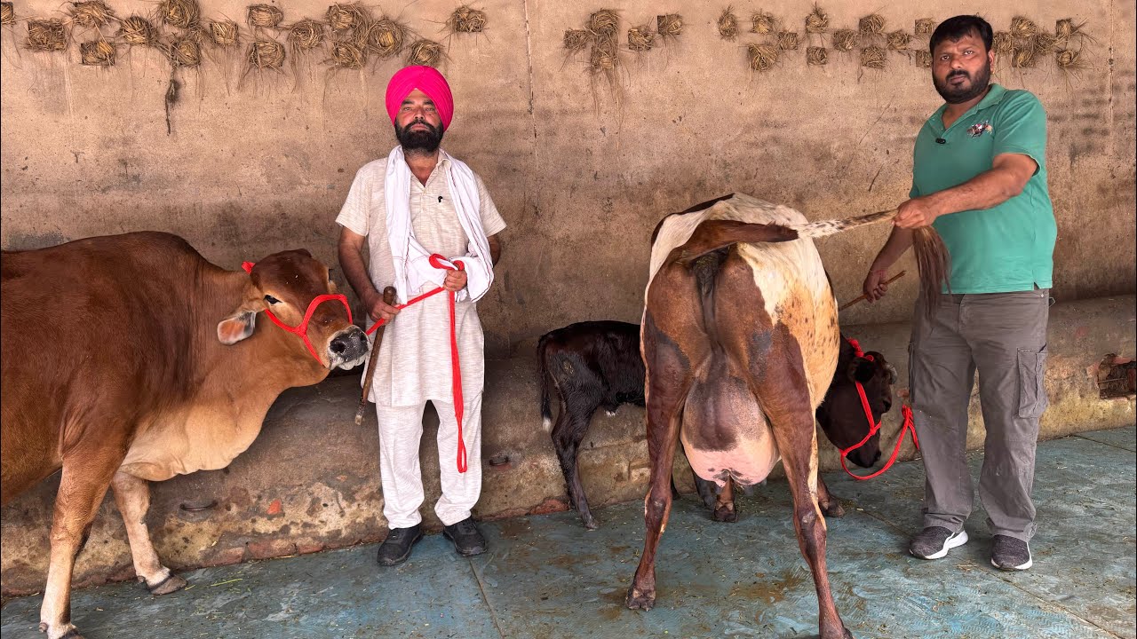 10 March 2026pb-98721-16727👈 6-7 ਝੋਟੀਆ ਵੈੜਾ ਤਾਜੀਆ ਸੂਈਆ ਬਹੁਤ ਬਰੀਡ ਆਲੀਆ ਸਰਵਨ ਸਿੰਘ ਸਰਪੰਚ ਸਾਹਬ ਕੋਲ 