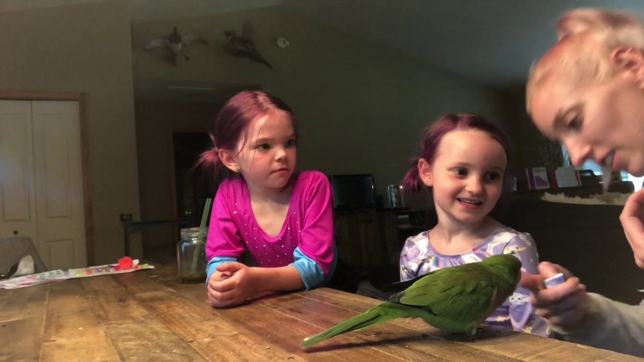 Why Isn't Lefty Stepping Up For Capri Anymore?! | Quaker Parrot Training