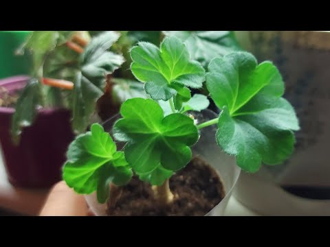 УКОРЕНИЛА ЧЕРЕНОК ПЕЛАРГОНИИ БЕЗ ЛИСТВЫ🌱 ИЛИ ЧЕМ ЗАНИМАЮСЬ В ОСЕННИЕ ДНИ СВОЕГО ОТПУСКА🍂🍁