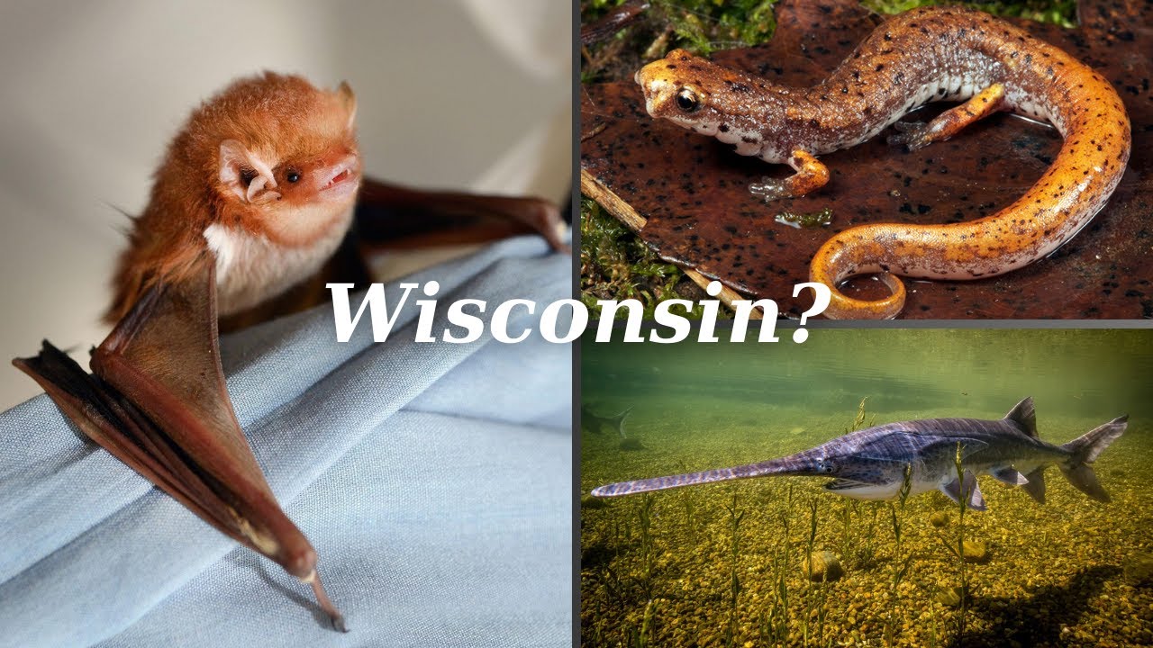 Animals You Never Knew Were in Wisconsin