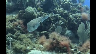 Cayman Brac  Stingray Tower  Pt  5  Back to the boat