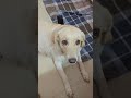 மறந்தாச்சு #shortvideo #alagi #labrador #funny #comedy #trending #viralvideo #short #cute #video