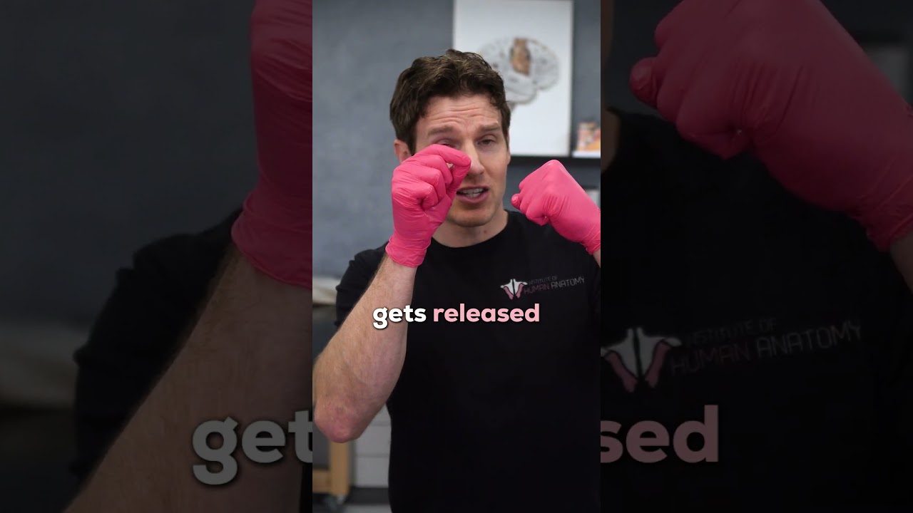 The Journey of the Ovum (Egg)