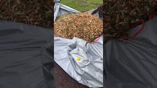 Path’s, gardens, & more! #mulch #tree #gardening #spring #food #nature #youtubeshorts #shorts