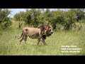 Olepolos Sala S Boy S Topi Pride Males Maasai Mara Lions Olepolos Sala S Boy S Topi Pride Males Maasai Mara Lions