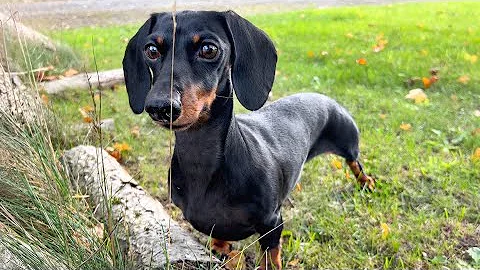 In the Ardennes with 2 mini Dachshunds.