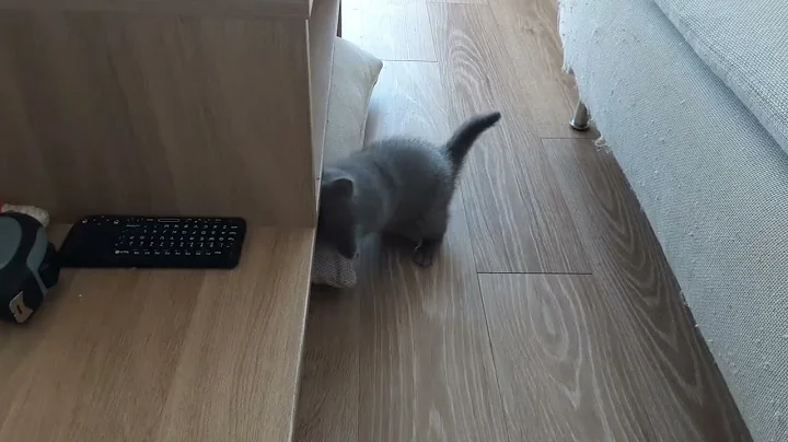 Video 9085681: british shorthair blue kitten, british shorthair blue boy