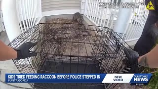 Punta Gorda police officers use dog cage to capture raccoon