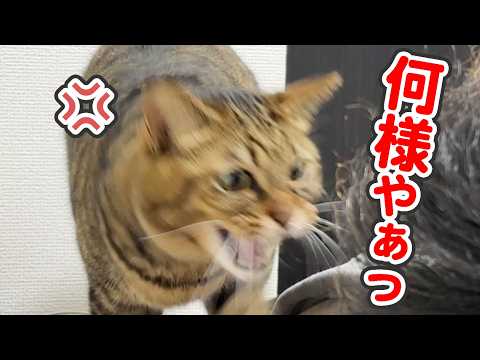 「注文が多いっ」とブチギレながらも渋々マッサージをする、心優しき猫