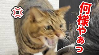 「注文が多いっ」とブチギレながらも渋々マッサージをする、心優しき猫