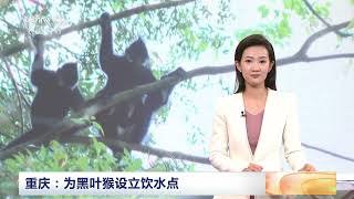 [中国三农报道]重庆：为黑叶猴设立饮水点|农业致富经 Agriculture And Farming