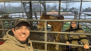 We Rescued Every Horse - Auction Assessment Live