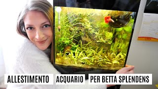 Allestimento ACQUARIO per BETTA SPLENDENS 💦