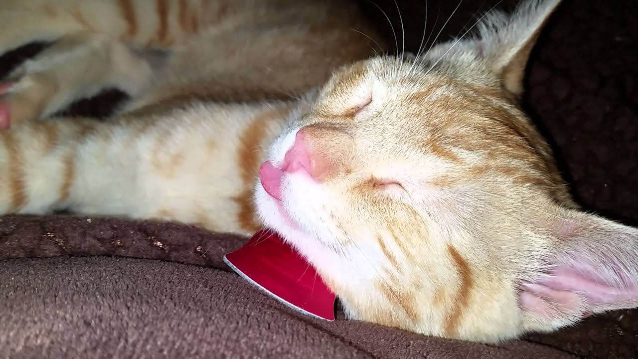kittens tongue sticks out while sleeping YouTube