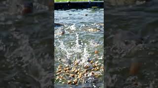 👉 SEARCH FOR DSP AQUA on Google #Aquaculture #FishFarming #FishFeed #DSPAqua #WestBengalFisheries"