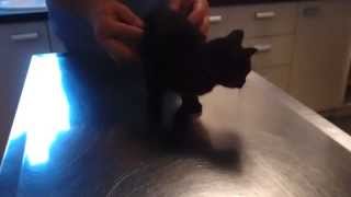 Basile Ausculté Par Le Docteur Perronin