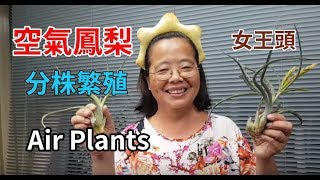 (阿美美) 空氣鳳梨女王頭分株繁殖Air Plants 