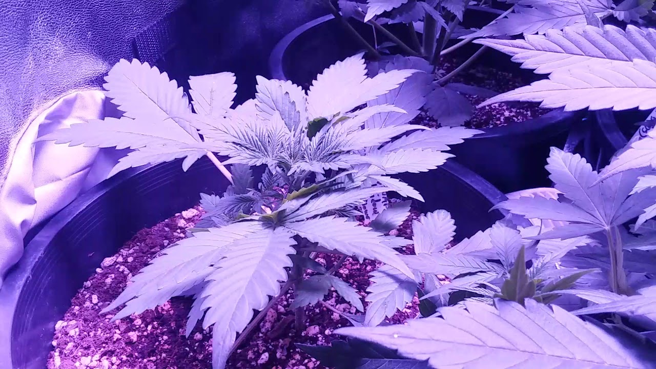 4 weeks into first autoflower grow!!