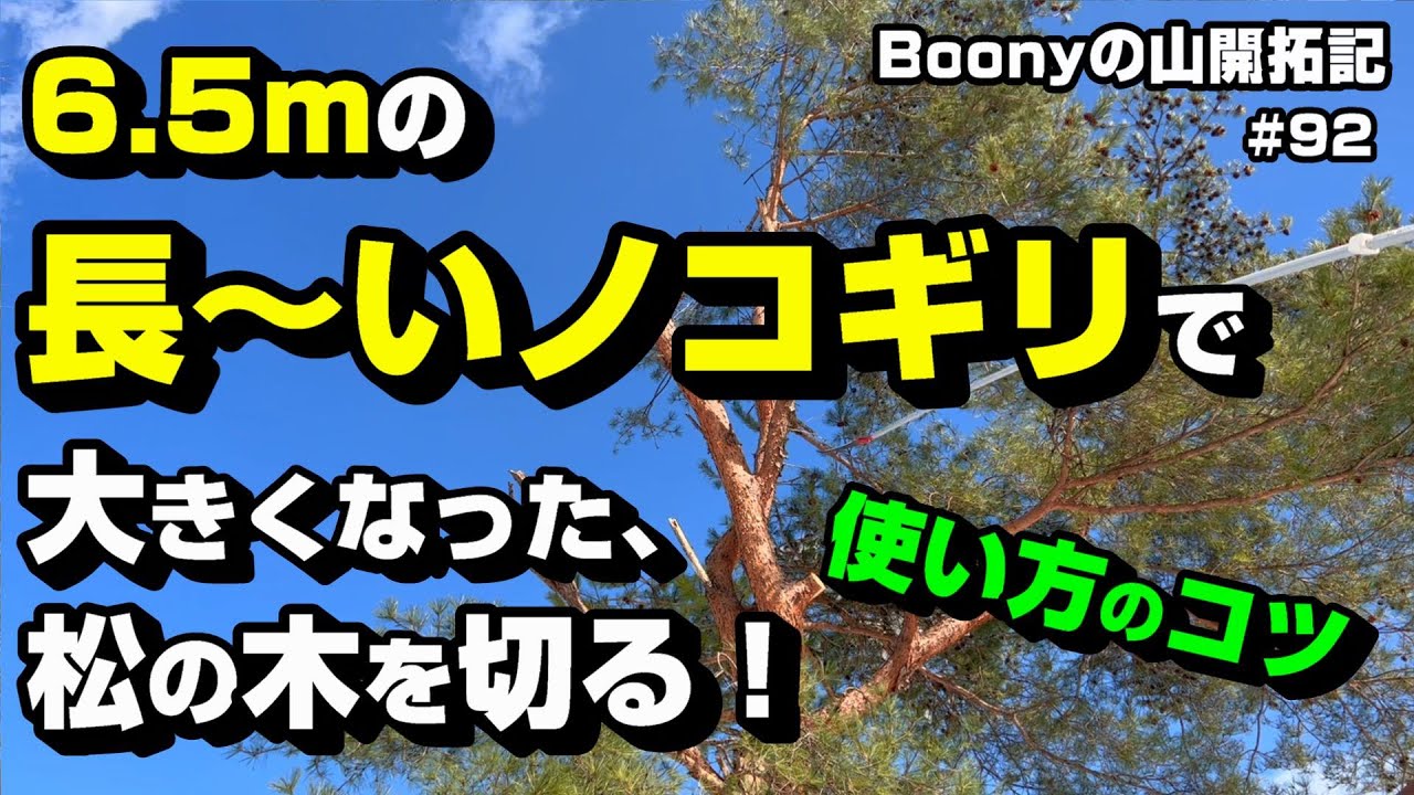6.5ｍの長～い高枝ノコギリで、大きな松の木を切る！