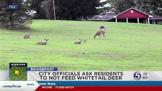 Why feeding wild deer in Bridgeport could cost you 100 fine