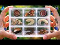 catch millipedes and snails, they hide in the bushes #millipede #snail #animals #insects