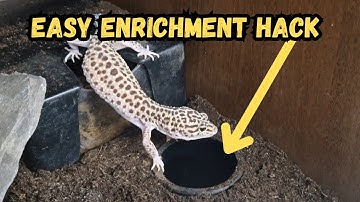 Affordable Gecko Tunnels- Easy DIY For Enrichment! | Easy PVC Build Tutorial