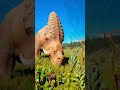 The Enchanting Euoplocephalus