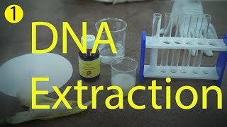 إستخراج الحمض النووى من الخلية النباتية - DNA extraction